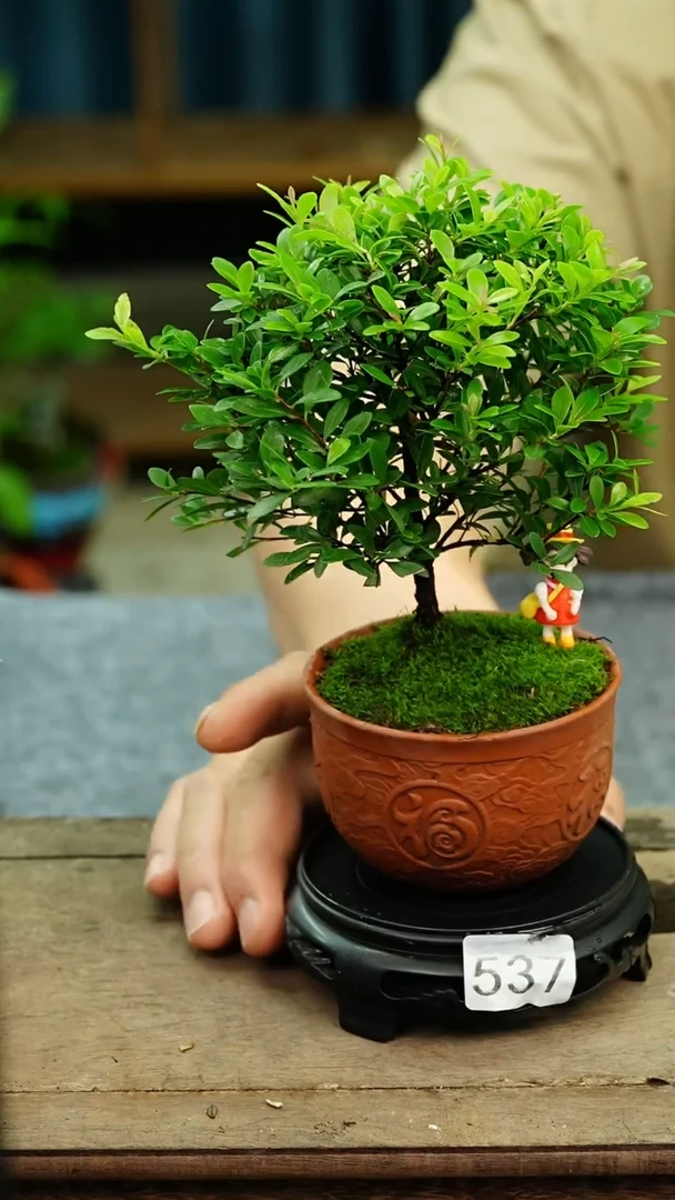 无花朵苔藓微景观537号