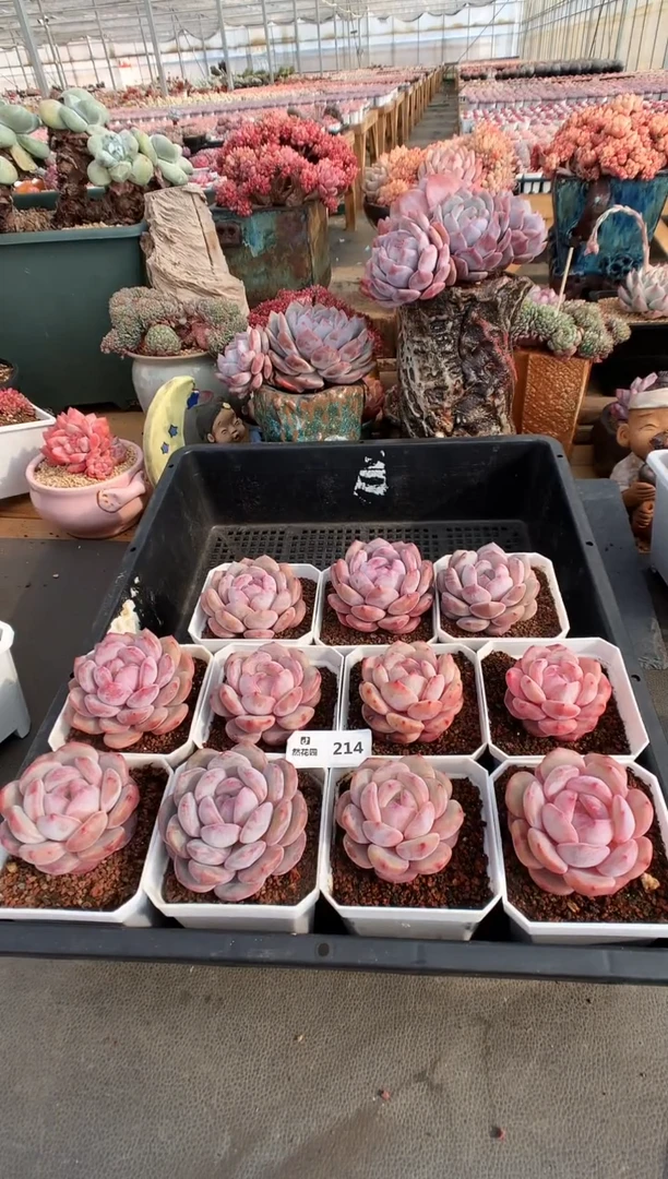 【闪购商品】214星影框拍