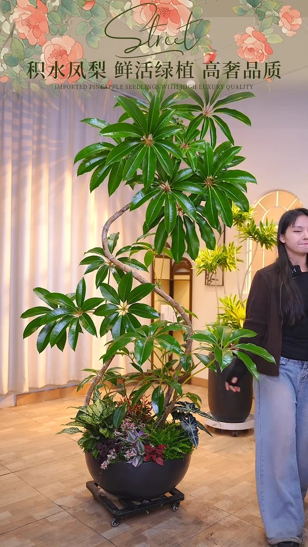 无花朵西*君保罗大叶伞