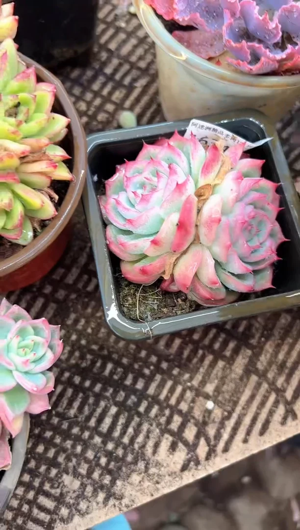 木*。多肉植物一物一拍16346