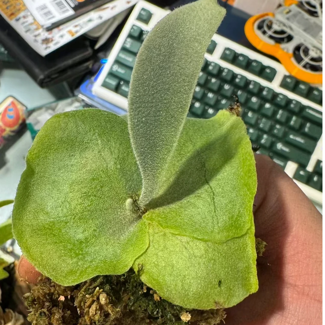 安第斯爪哇鹿角蕨 天使之翼 很质朴的美