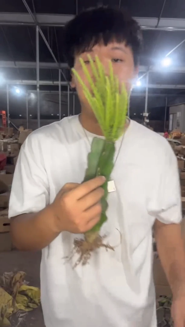 多头 鼠尾令箭【嫁接】