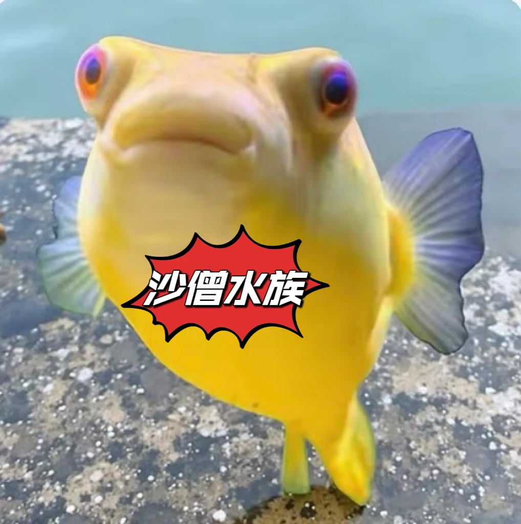 斑马狗头鱼热带鱼观赏鱼非洲斑马狗头鱼活体淡水河豚皇冠毛毛狗头