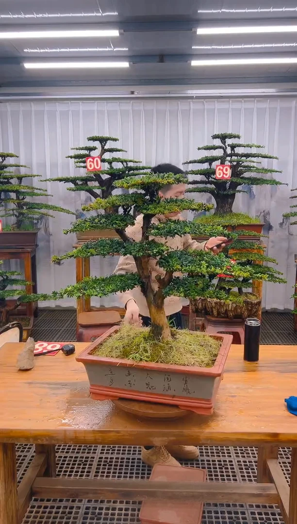【闪购商品】紫砂精品盆景直播间一物一拍