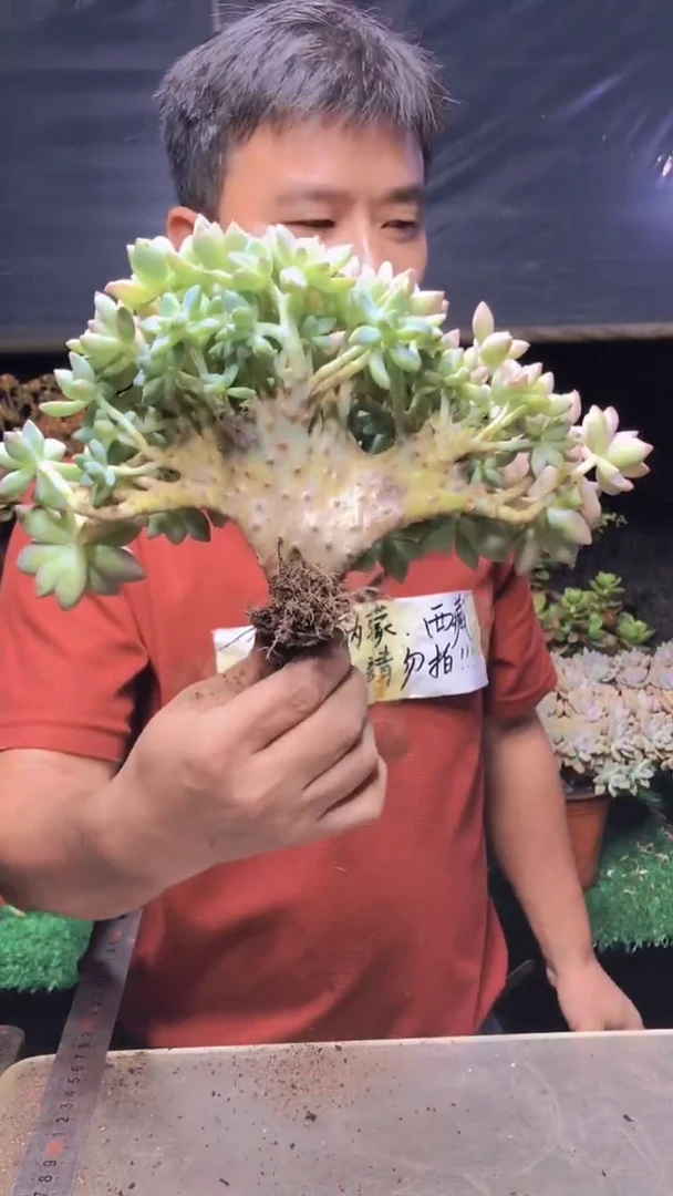 162淡雪缀化一物一拍