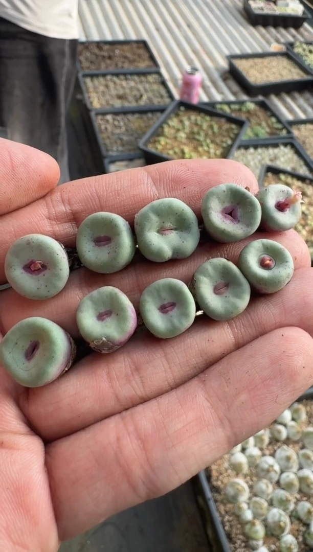 【天津专场】38多肉植物肉锥by0062一颗