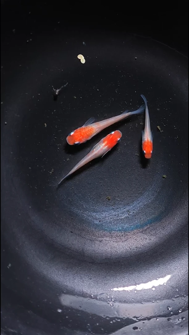 青鳉鱼观背青鳉007