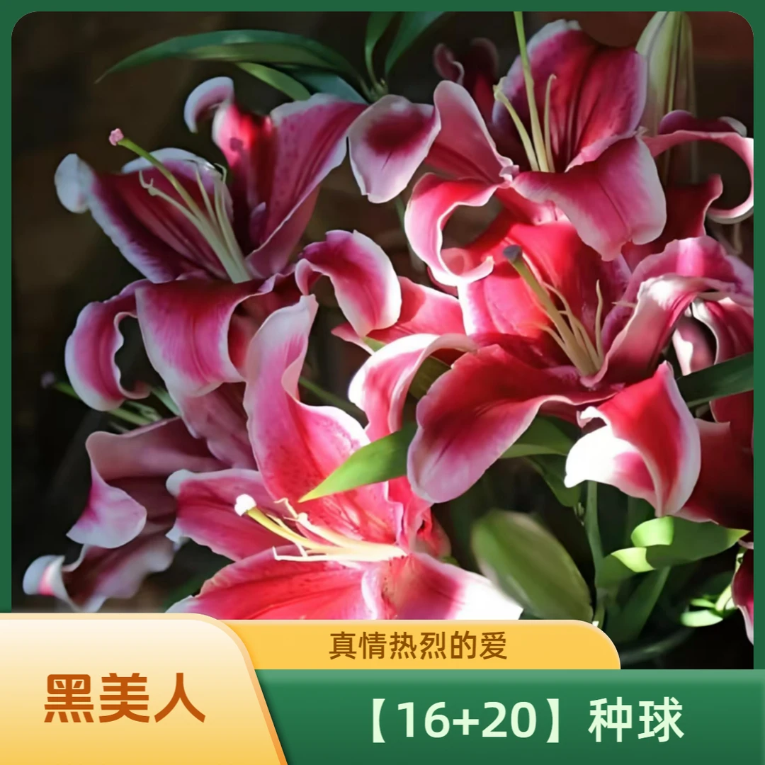 【12-16 黑美人】 大花浓香 盆栽 地栽 基地直发 四季可种  到手5颗