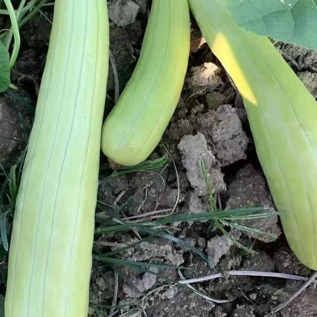 白皮烧瓜种子家庭阳台小院盆栽地栽四季种植