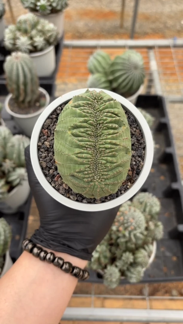 缀化布纹球大戟FC-7190