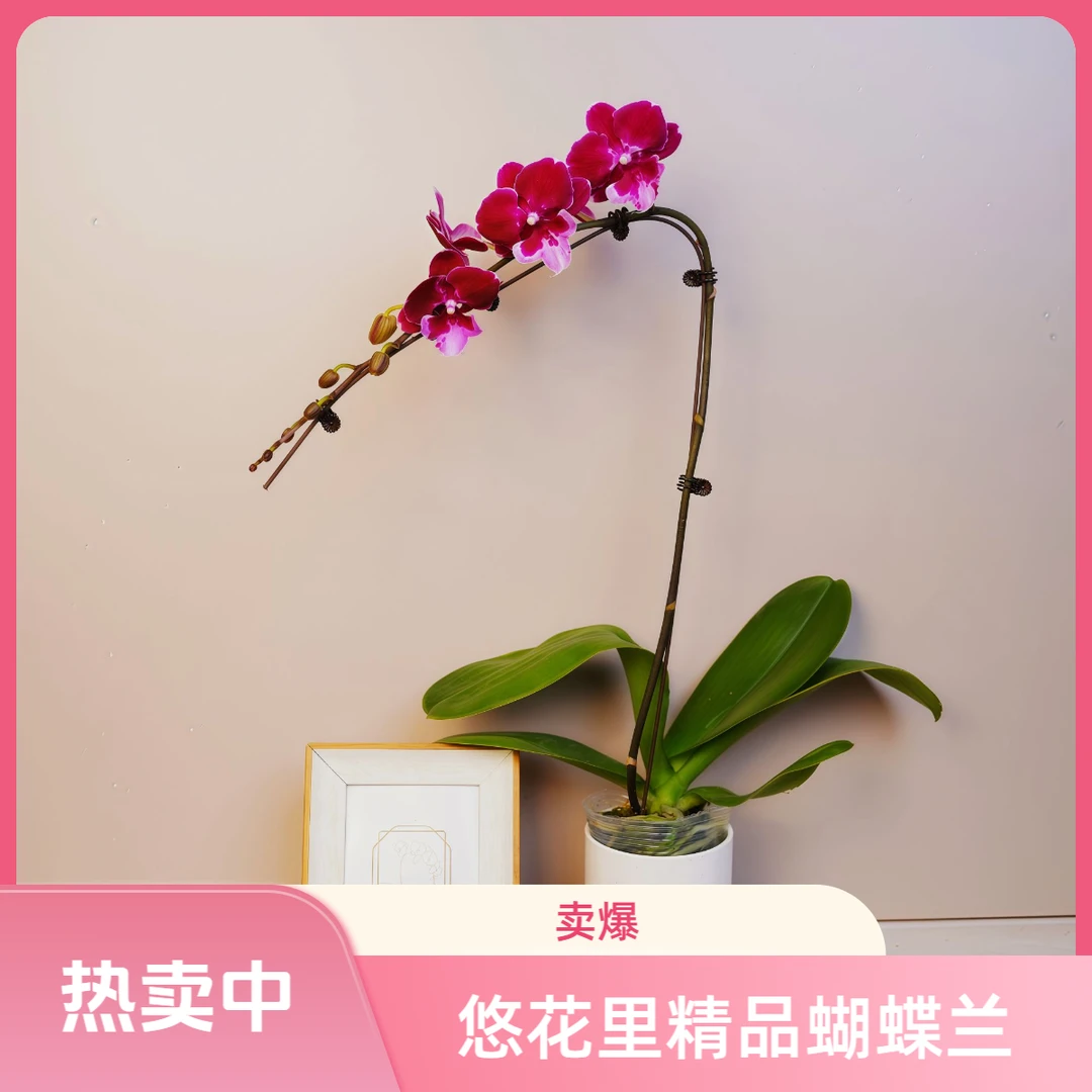 繁星里蝴蝶兰（燕尾服）3.0寸杯带花带花苞发货