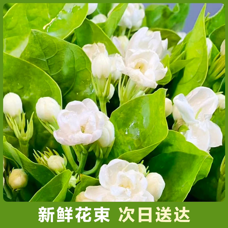【茉莉】1扎（20枝-30枝）茉莉花鲜花批发次日达包邮超长花期浓郁花香