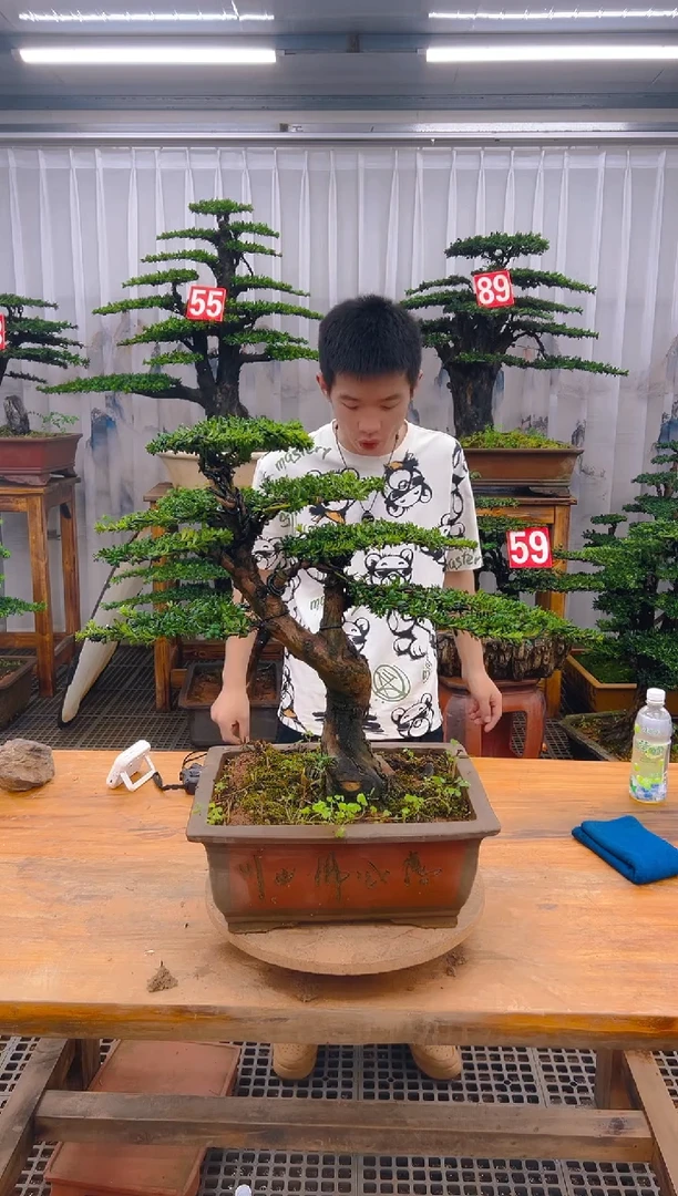 无花朵精品盆景直播间一物一拍