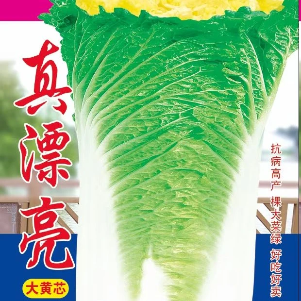 真漂亮大黄心大白菜种子抗病高产好吃好卖腌酸菜冬储蔬菜籽种白菜