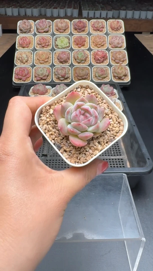 【闪购商品】879号 珍妮杂交多肉 花卉植物