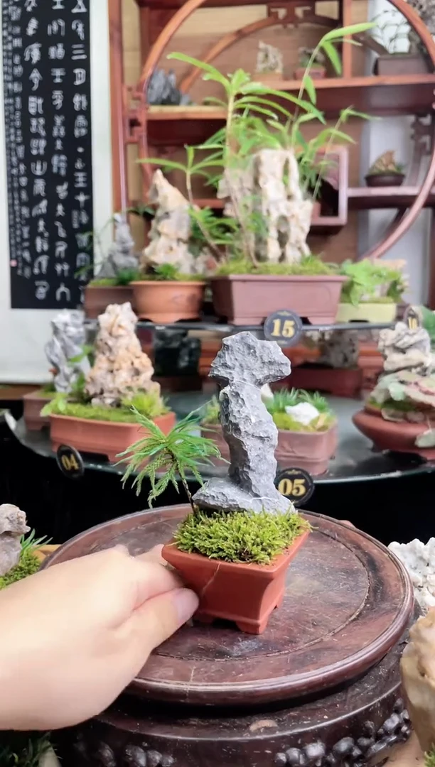 无花朵方寸石景【一物一拍】