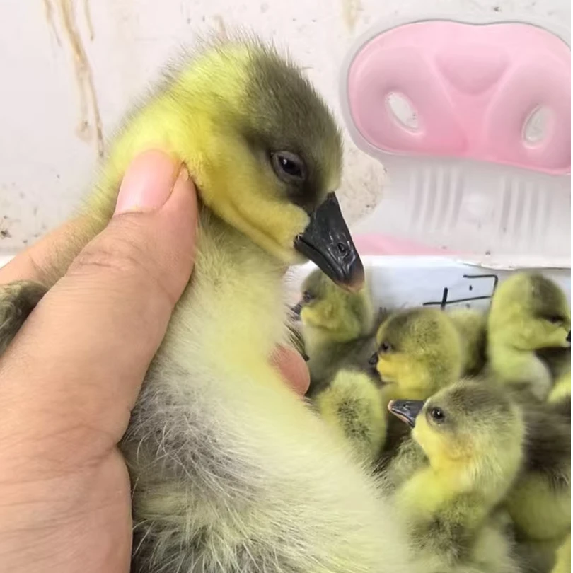 包邮 灰的  宠物 到手10只