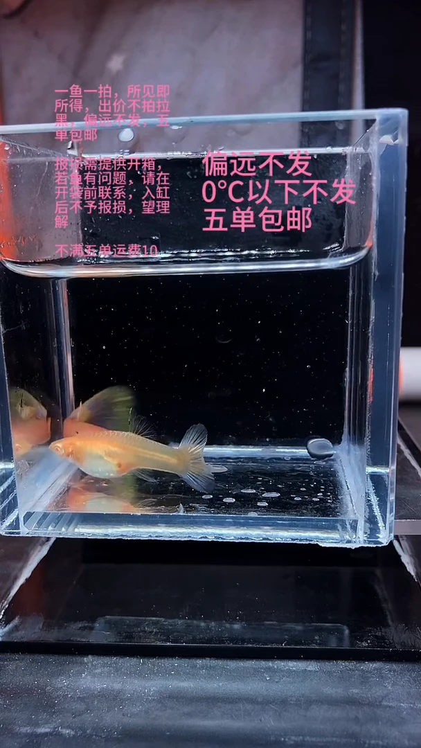 孔雀鱼孔雀鱼 33