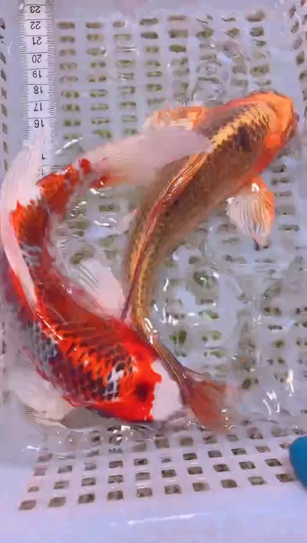 锦鲤冷水观赏鱼全场包邮98