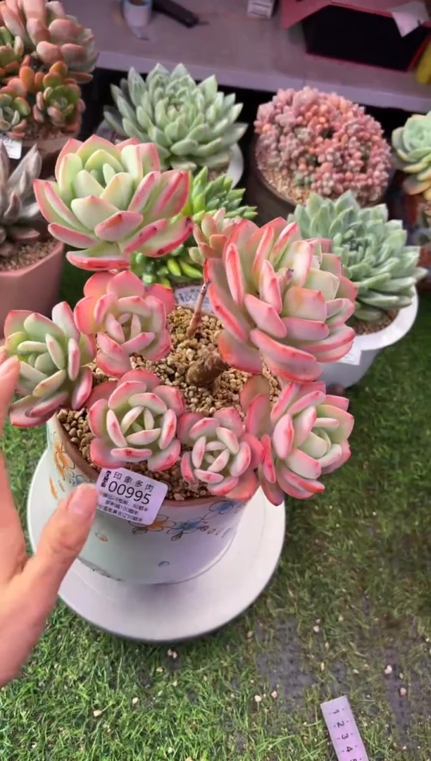 昆明印象多肉00995