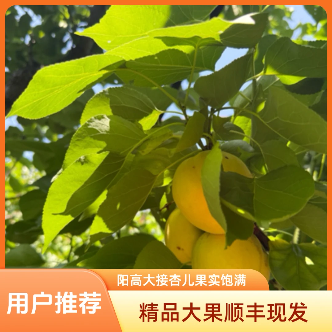 阳高精品大接杏儿（现摘10斤装顺丰现发）