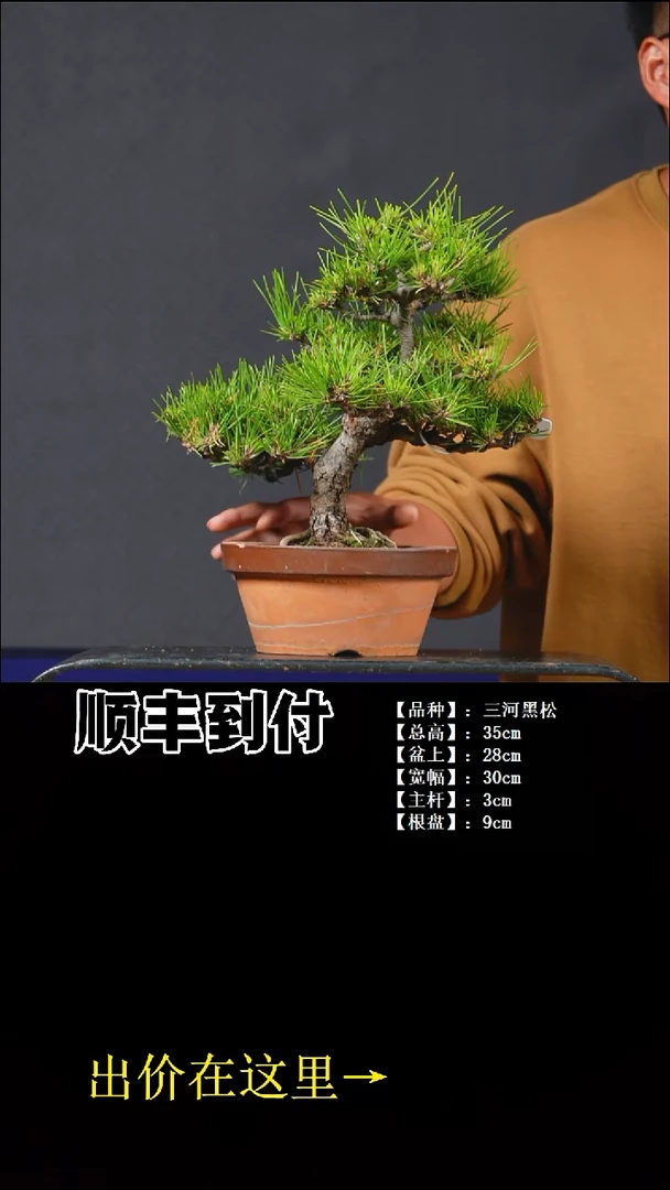 以实际为准三河黑松buaboyou