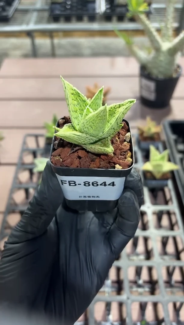 园艺芦荟FB-8644