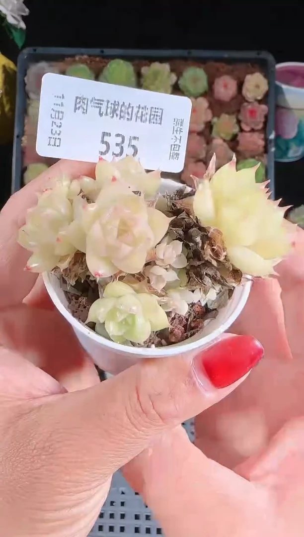 1123-535群生不包整