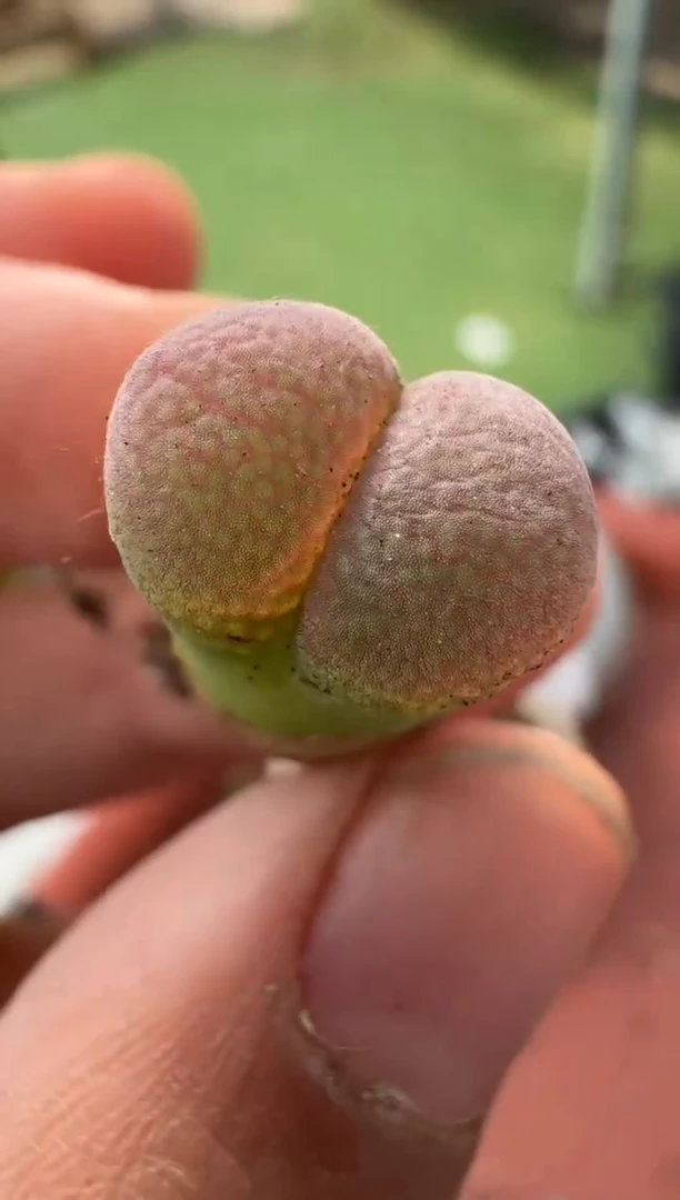 美丽的肉石头10-108