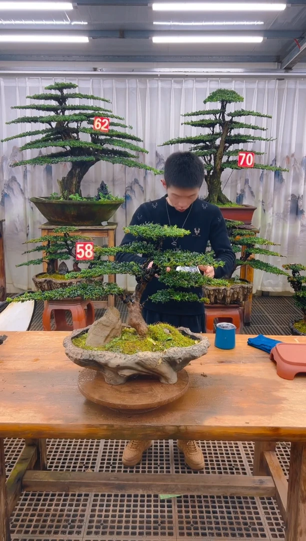 无花朵精品盆景直播间一物一拍