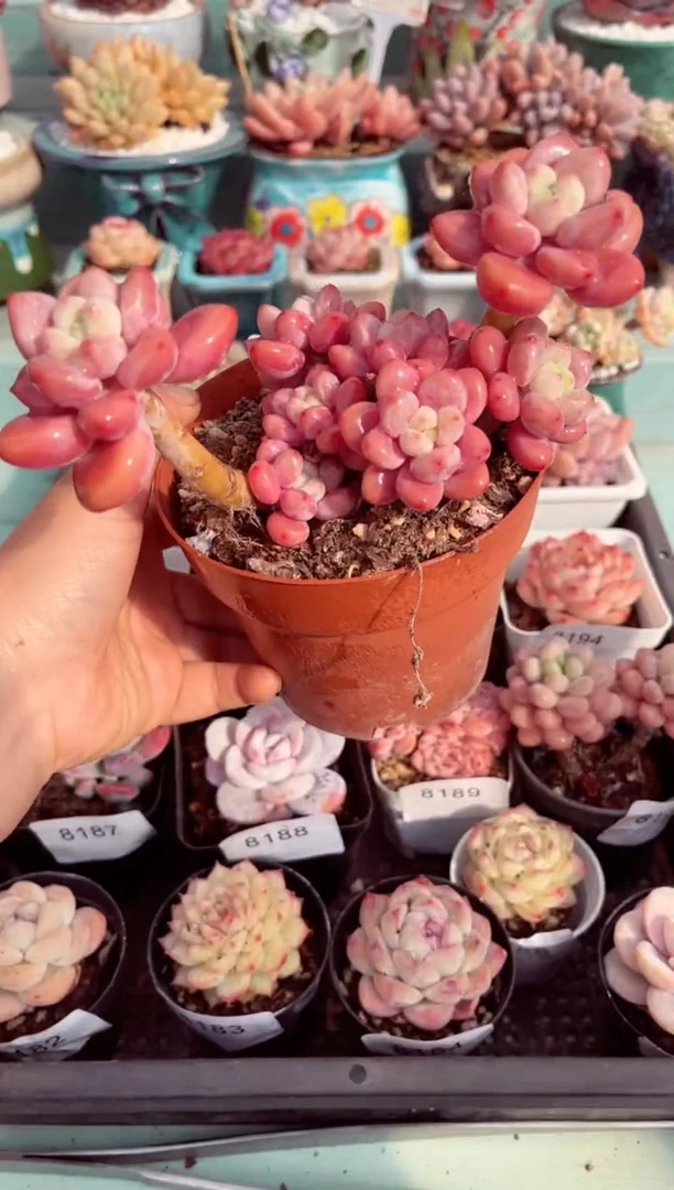 【闪购商品】8196群生红洛神多肉