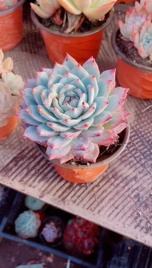 兰**l跃跃精品多肉01040