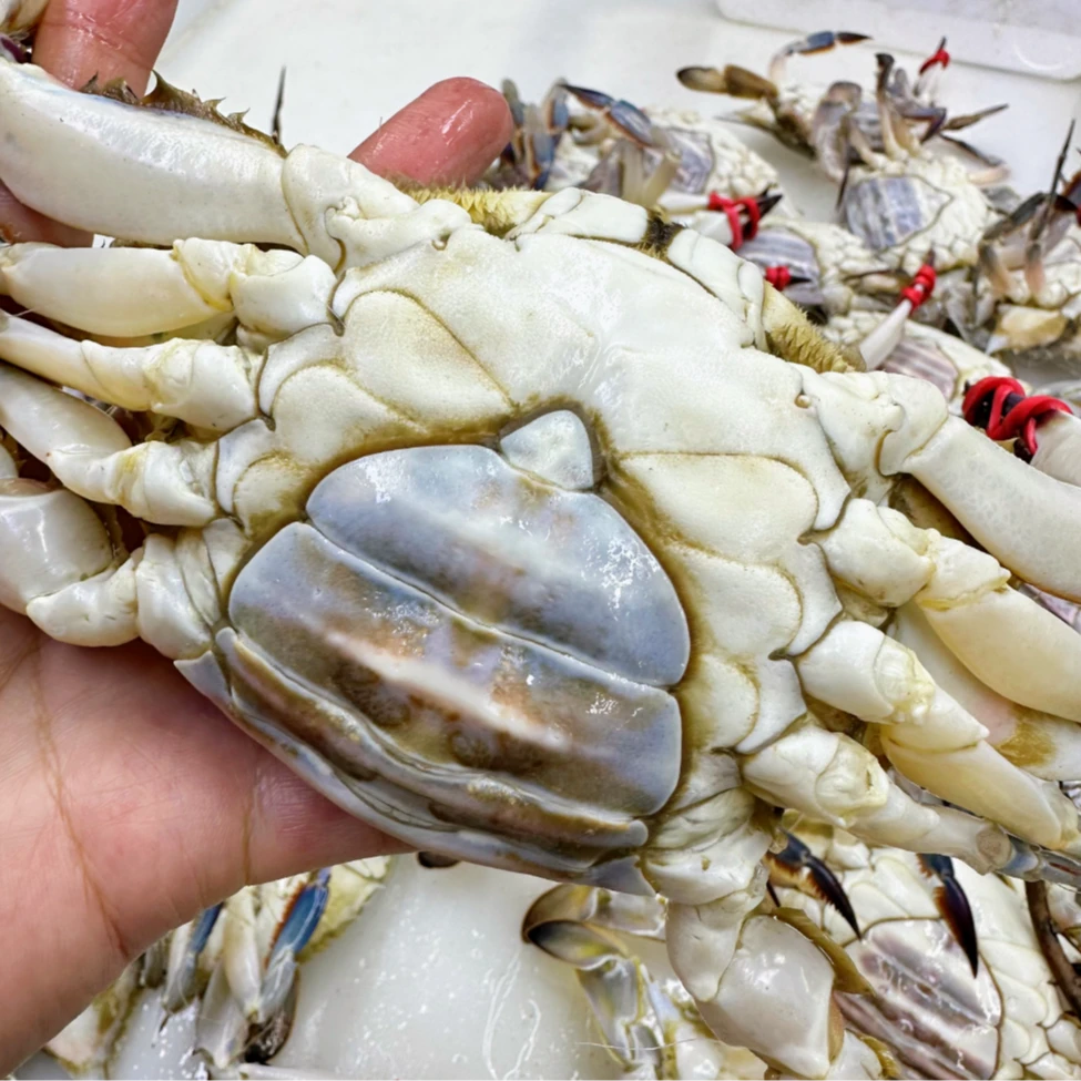 D吃肉母 两小时内售后3斤起【仅限沈阳市三环内发】【保鲜不保活】一只2-3两左右