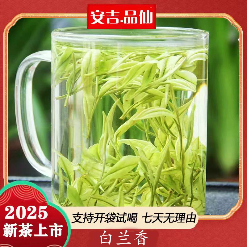 【白兰香】25年昆铜明前高山白茶 安吉原产地高山白茶早春优质