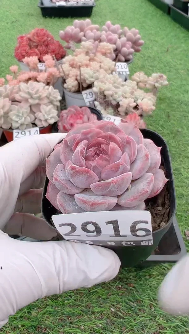 【闪购商品】信福多肉一物一拍