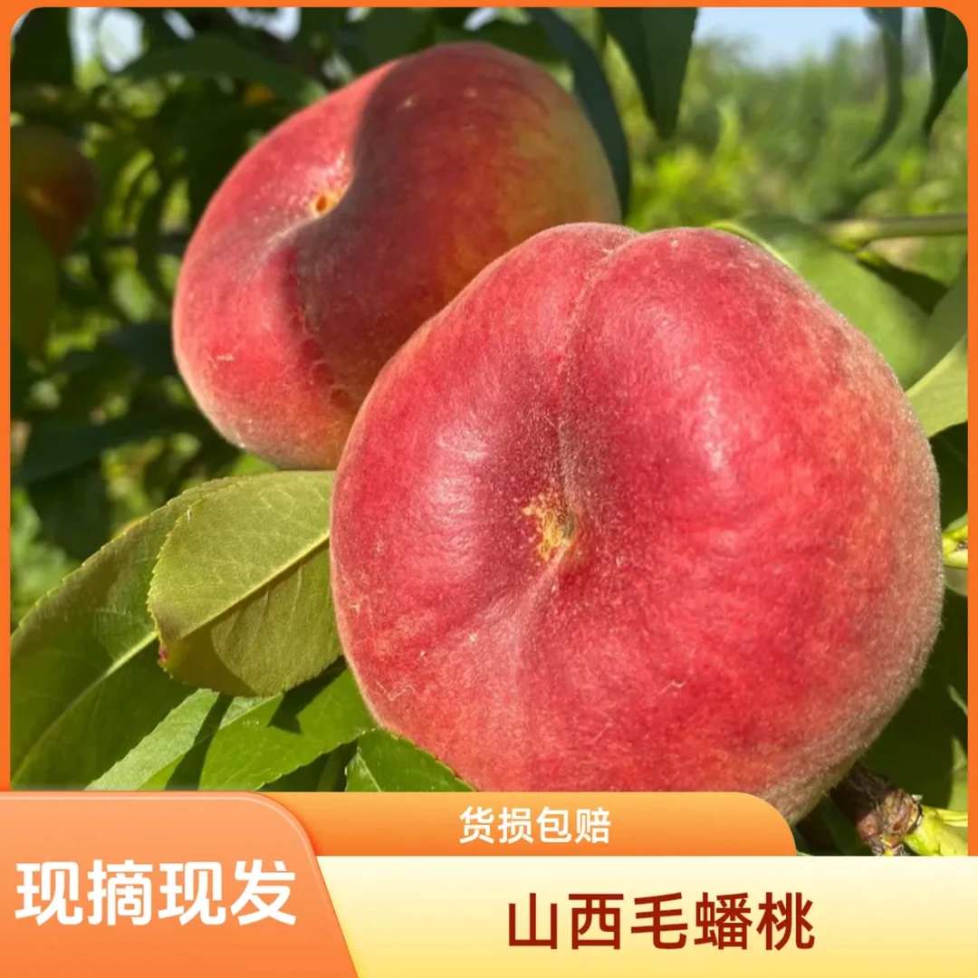 新鲜山西毛蟠桃    软糯多汁一件三斤当季新鲜水果桃子山西省
