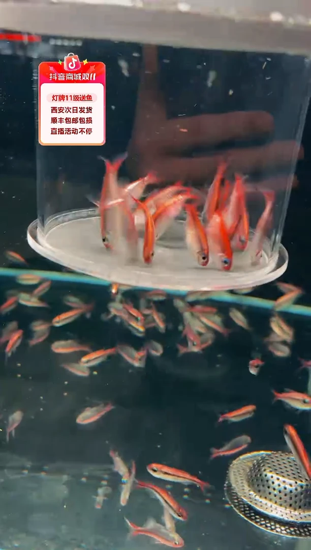 灯科鱼用****0海克斯灯鱼250ml