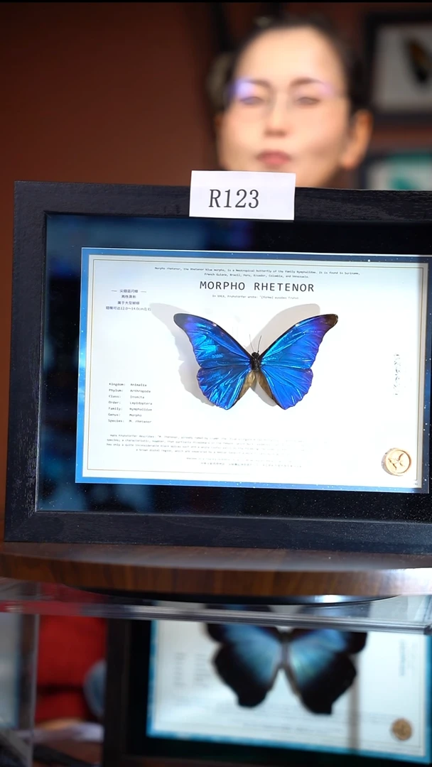 R123   尖翅蓝闪蝶    微瑕   一图一物  拍下不退不换