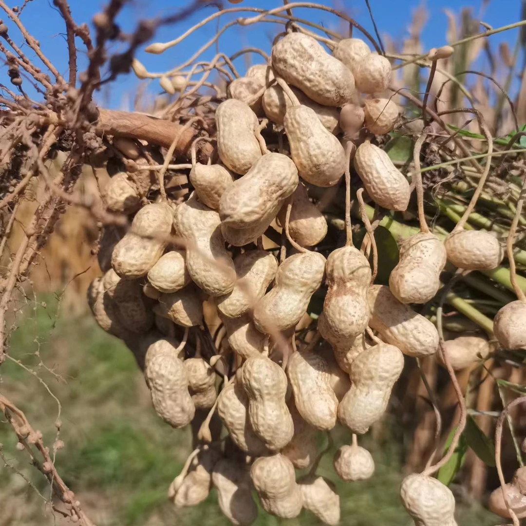 高产花生种子信育花368中小果型抗青枯抗黄化耐重茬早熟出米率高