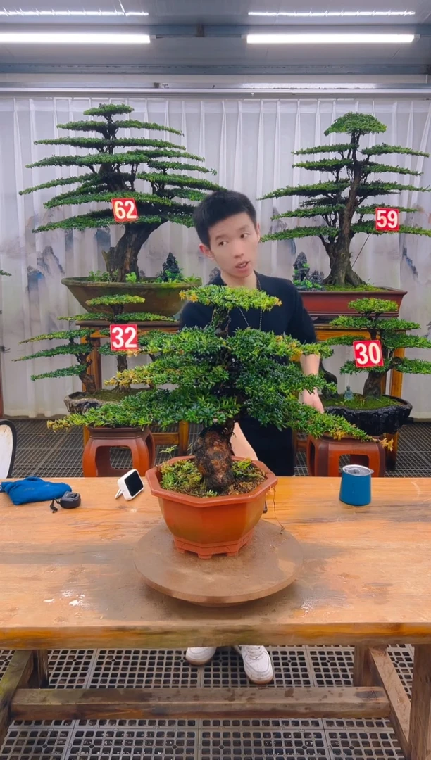 无花朵精品盆景直播间一物一拍