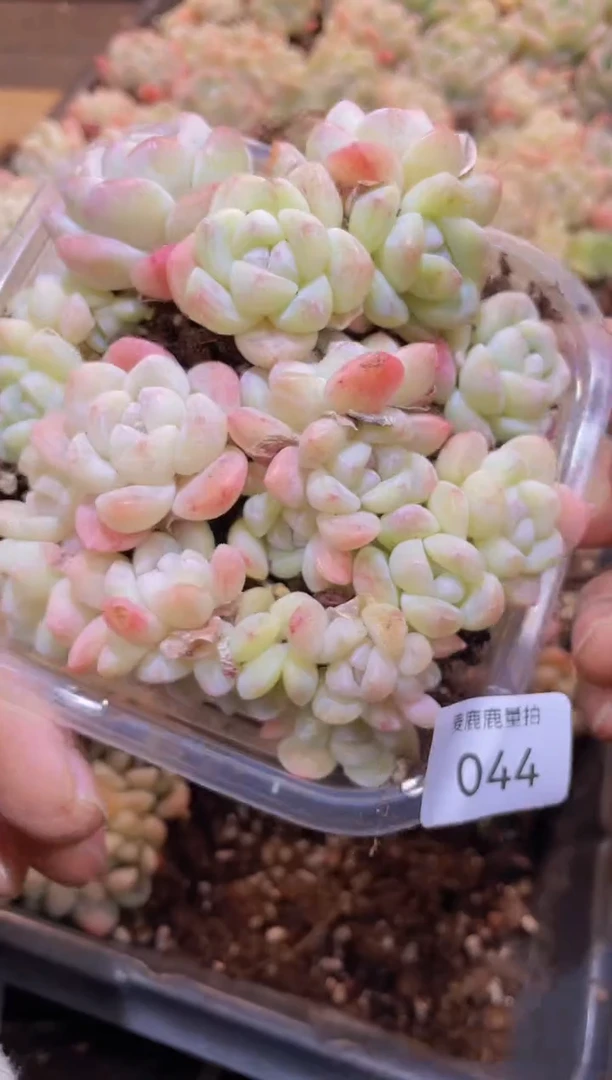 【闪购商品】044冰魄白冰量拍1盒