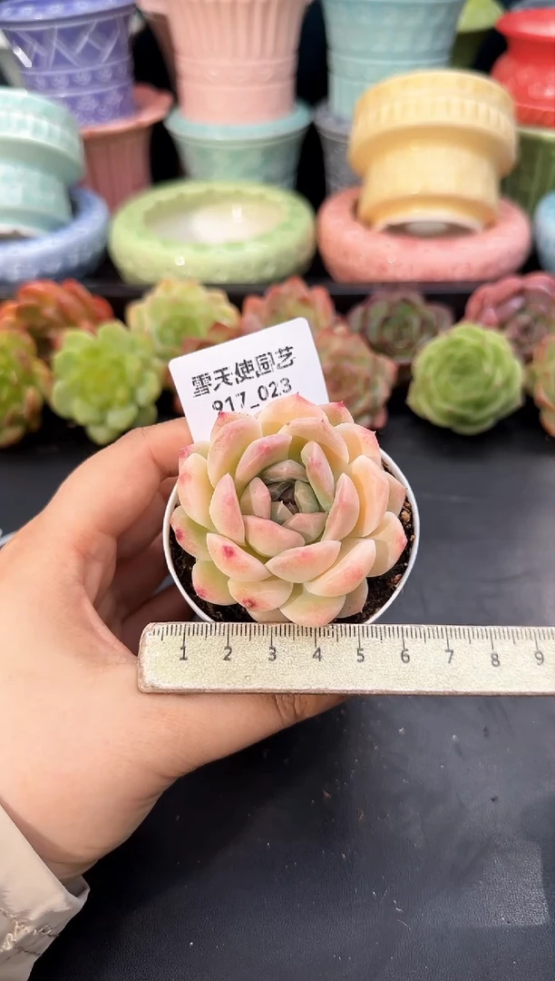 917-023青山（冠幅5cm）