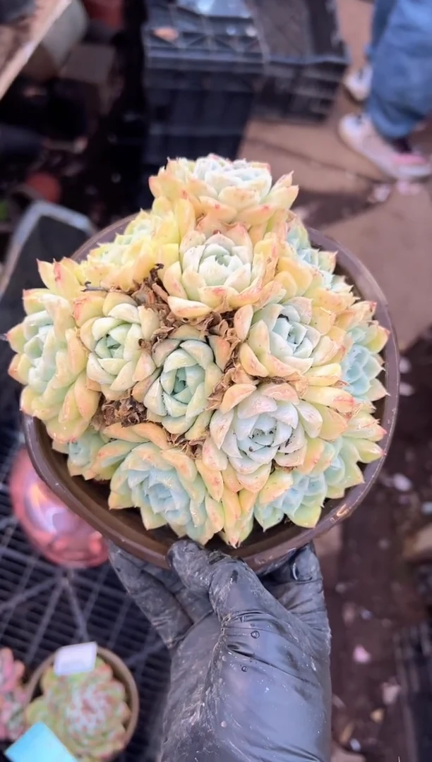 浅*多肉植物一物一拍20327