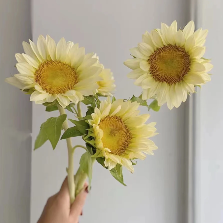 套餐53   奶油向日葵5支+绿色康乃馨10支+油画小菊一小把