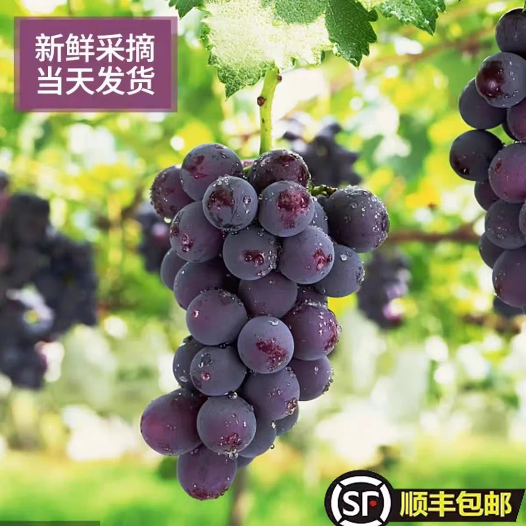 【巨峰葡萄】郴州沿江当季新鲜水果产地直发整串鲜甜送礼顺丰包邮