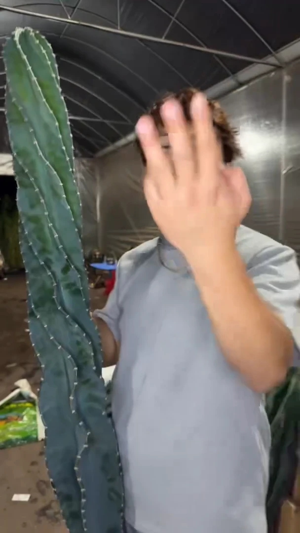 高80-100cm 秘鲁苹果【无根】