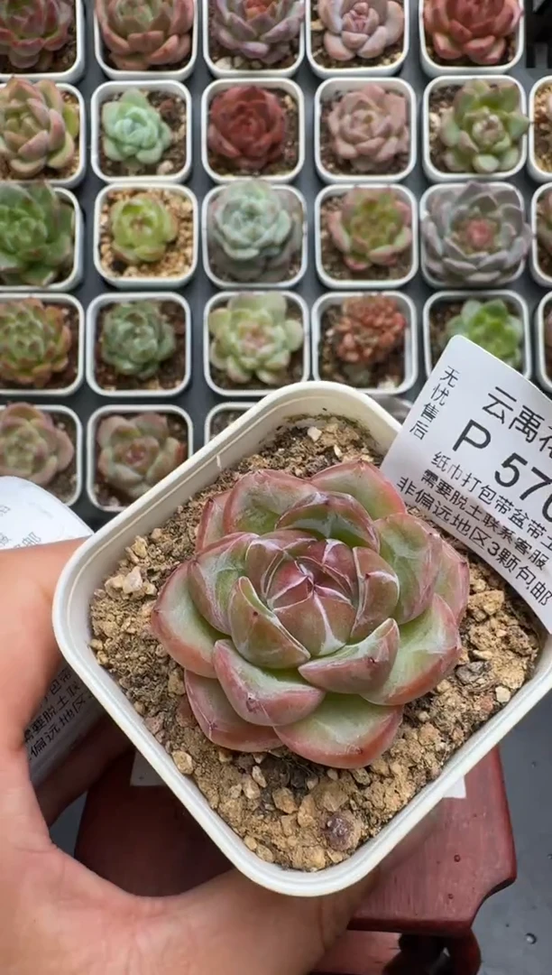 570P带盆土发 当场拍3颗以上包柚 多肉植物 一物一拍