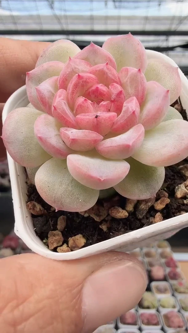 东云多肉园新款-150