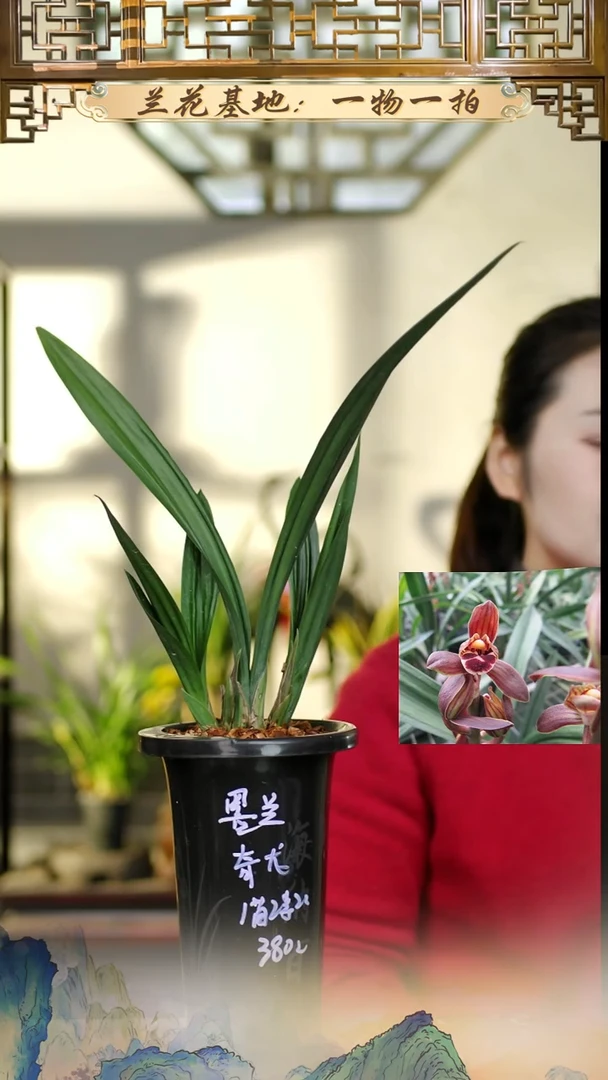 全部花苞墨兰龙梅1苗2花