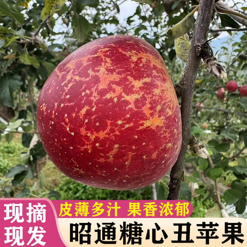 云南昭通甜蜜苹果新鲜水果现摘现发冰糖心丑苹果小苹果水果脆甜